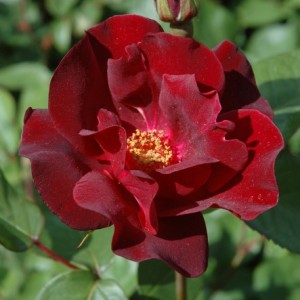 DUSKY MAIDEN (hybrid tea)